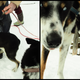Illustration for article titled Where the Dogs Are: A Dogsledding Photo Diary